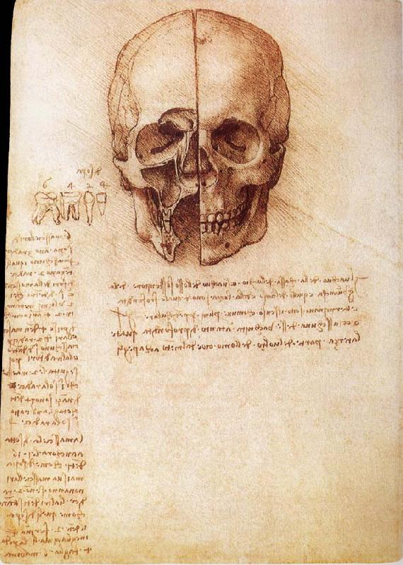 LEONARDO da Vinci Anatomy of the Schadels